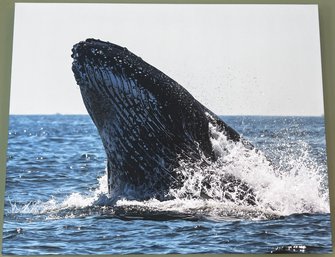 Humpback Whale Professional Photograph On Stretched Canvas By Jacqueline Taffe