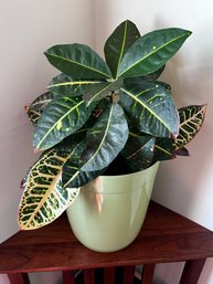 Croton Live Potted House Plant (#2)