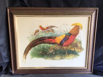 THAUMALEA PICTA  Golden Pheasant Framed Print -24in Tall X 29