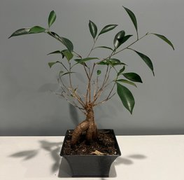 Ficus Ginseng Live Potted Plant