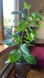 Ficus Live Potted House Plant