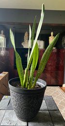 Snake Plant Live Potted House Plant