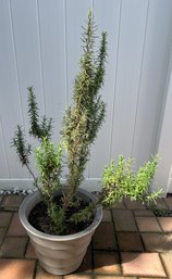 Potted Rosemary Plant