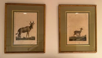 Framed Deer Prints, Set Of 2