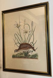 Mark Catesby American Partridge & Attamusco Lily Print Framed