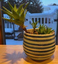 Tiger Tooth Aloe Plant