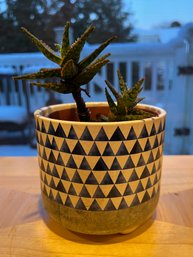 Aloe Piranha Plant