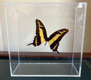 Swallowtail Taxidermy Butterfly In Plastic Case