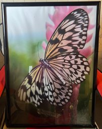 Butterfly Framed Print