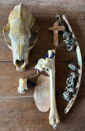 Skull & Buffalo Bone Rattles - 3 Pieces