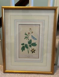 Cauliphyllum Framed Print