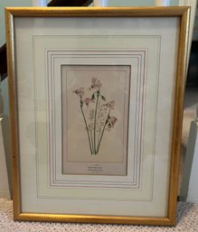 Shooting Star Flower Framed Print