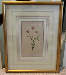 American Centaury Flower Framed Print