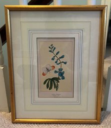 Lupinus Flower Framed Print