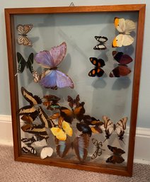 Taxidermy Butterflies