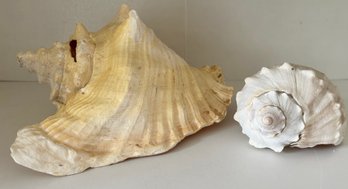 Large Conch Shell And Knobbed Whelk Conch Shell