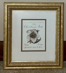 Christmas Rose Framed Print