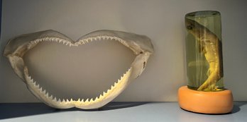 Shark Teeth & Shark Wet Specimen, 2 Piece Lot