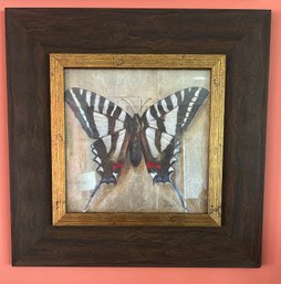 Patricia Pinto Butterfly Framed Print