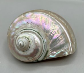 Turbo Marmoratus Shell Natural Mother Of Pearl