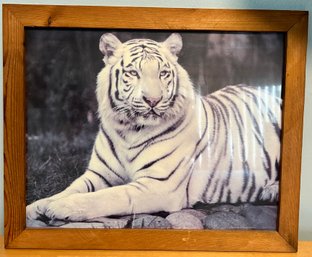 Wood Framed Print Of A White Tiger