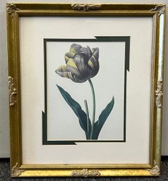 Pierre Joseph Redout Style Tulip Print Framed