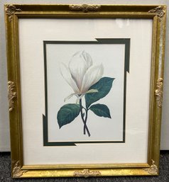 Pierre Joseph Redout Magnolia Print Framed