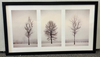 Art Photography Three Tree Photos Framed