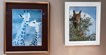 Framed Giraffe Photographs- Pair