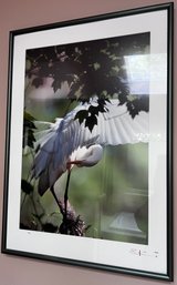 E.K. Framed Signed Photograph Of Egret