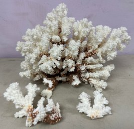 Brown Stem Coral - 3 Pieces