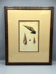 Terebra Maculata Print Framed