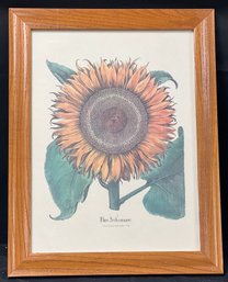 Sunflower By Besler Basilius Framed Print