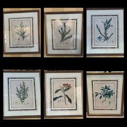 6 Flower Prints Framed