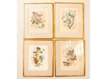 A Set Of 4 Vintage Zoological School Prints Birds Lithographs - H18xW15 (004)