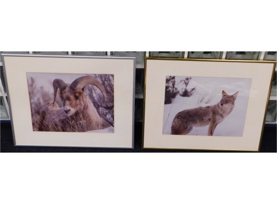 Framed Animal Prints - Set Of Two