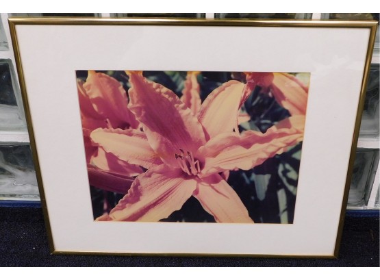 Framed Lily Photograph