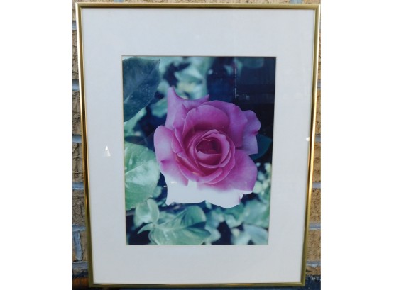 Rose Still Picture - Framed