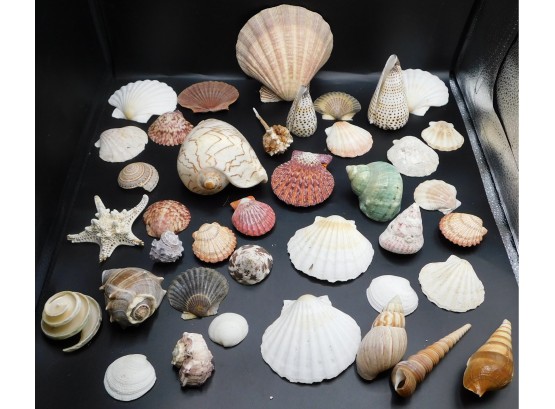 Lot Of Assorted Sea Shells