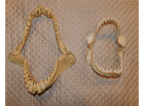 Pair Of Authentic Shark Jawbone With Teeth