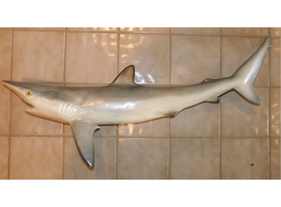 Taxidermy Night Shark Full Body Mount By PFlueger