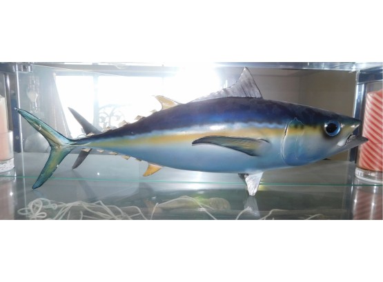 Taxidermy Tuna Fish Full Body Mount By Pflueger