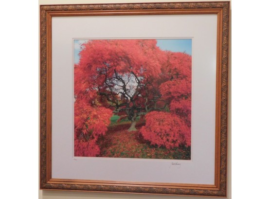 Japanese Maple Tree Lithograph - Framed By Bill Henry 84/250