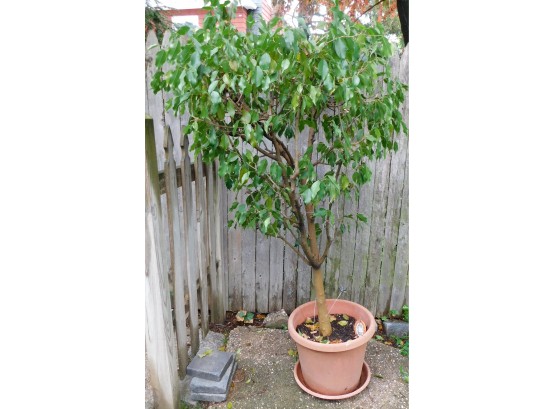 Potted Tall Ficus Plant