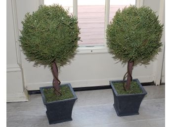 Small Potted Bonsai Style Trees