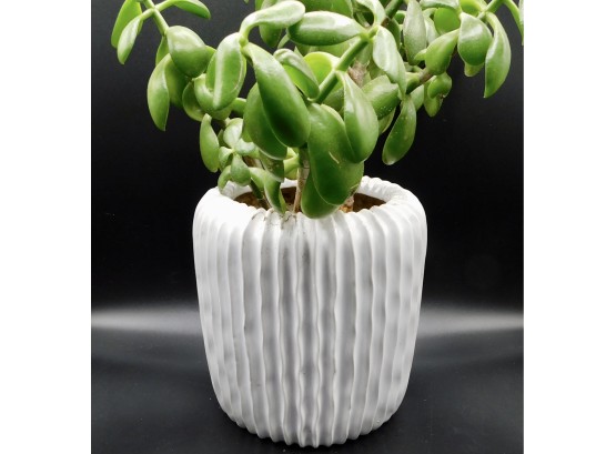 Ribbed White Ceramic Flower Pot