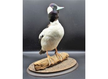 Taxidermy Bufflehead Duck - Mallard