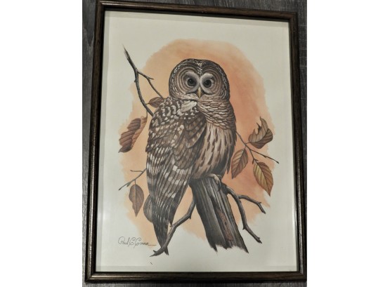 Framed Owl Print By Paul C. Connor