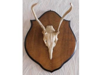 Taxidermy Deer Skull Mounted On Wooden Plaque