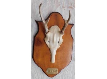 Taxidermy Deer Skull Mounted And Dated 11/17/1998 On Wooden Plaque